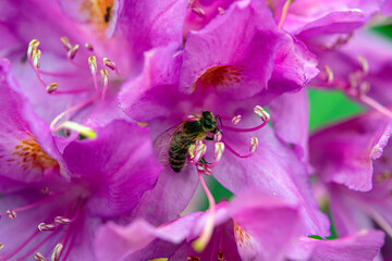 Komar or Kumar is the name of the Rhododendron plant (Rhododendron ponticum in Latin). A type of flower that bees use to make honey from its purple flowers. Rize Türkiye.