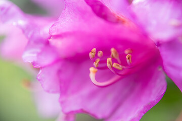 Komar or Kumar is the name of the Rhododendron plant (Rhododendron ponticum in Latin). A type of flower that bees use to make honey from its purple flowers. Rize Türkiye.