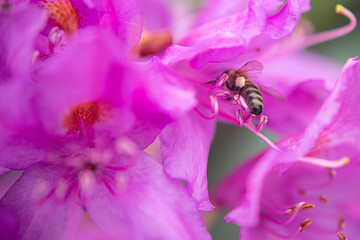 Komar or Kumar is the name of the Rhododendron plant (Rhododendron ponticum in Latin). A type of flower that bees use to make honey from its purple flowers. Rize Türkiye.