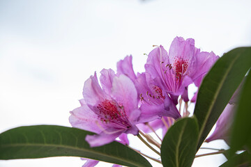 Komar or Kumar is the name of the Rhododendron plant (Rhododendron ponticum in Latin). A type of flower that bees use to make honey from its purple flowers. Rize Türkiye.