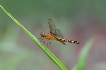 Yellow dragonfly on a leaf.