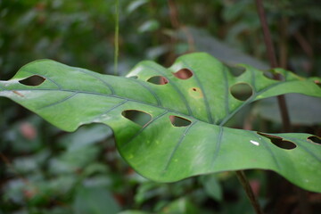 Swiss cheese plant or five holes plant (Monstera deliciosa or Monstera adansonii) in the forest.