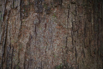 Texture of mango tree bark.