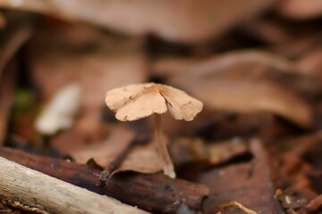 Small mushrooms on the ground.