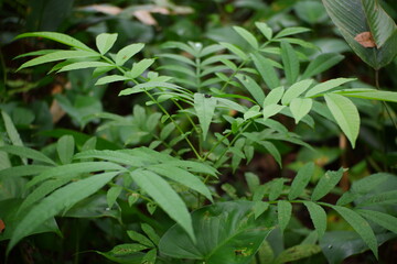 Sungkai tree in the forest