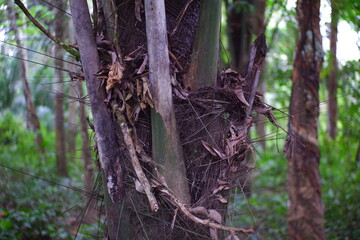 Sugar palm tree trunk in the forest.
