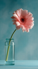 A single, withered pink gerbera flower in the shape of an elongated arch stands on its stem against a blue background