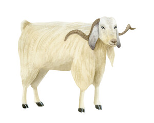 White goat with horns watercolor isolated illustration. Furry farm animal in realistic style for rural village designs and countryside scenes. Domestic livestock clip art
