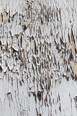 pattern of old grey painted wooden wall with peeling grey color symbolizing time