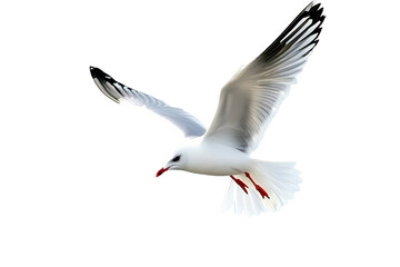 Obraz premium White Seagull in Flight, Isolated on Transparent PNG, Graceful, Elegant