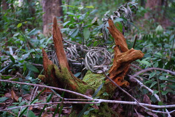 Fallen wood in the forest.