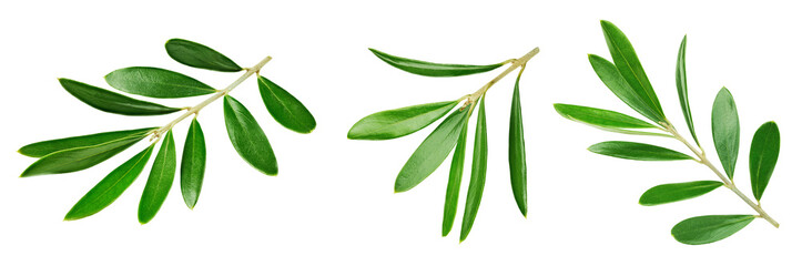 Olive leaf isolated on white background. Olive leaf clipping path