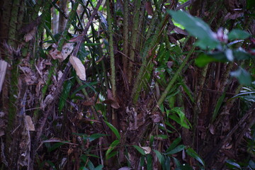 Salak tree in the forest.