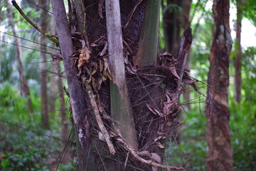 Sugar palm tree trunk in the forest.