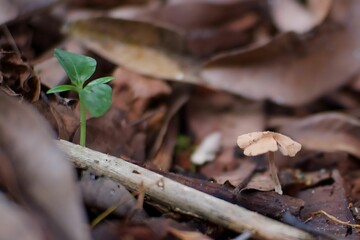 A new small tree growing in the forest.