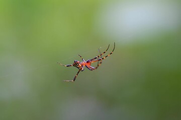 Small red spider in the forest.