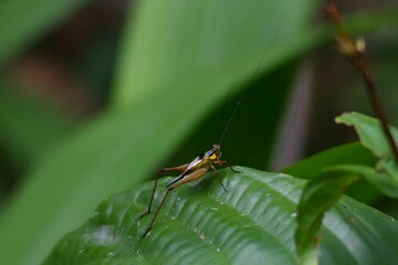 A grasshopper on a leaf.