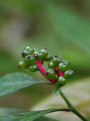 Doll's Eyes poisonous (Actaea pachypoda) or baneberry (Ranunculaceae) in the forest.