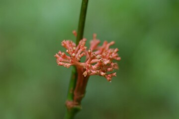 Doll's Eyes poisonous (Actaea pachypoda) or baneberry (Ranunculaceae) in the forest.