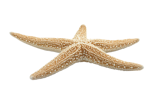 Tan Starfish, Isolated on Transparent PNG, Detailed Macro Shot