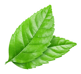 Leaf isolated on white Clipping path leaves