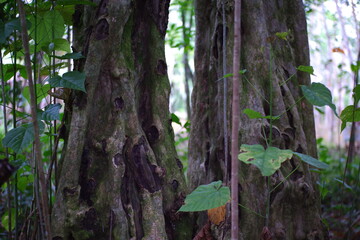Texture of tree trunks in the forest.