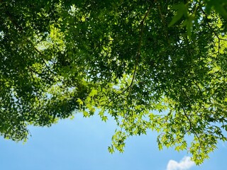 新緑、晴れた空、初夏を思わせる背景。