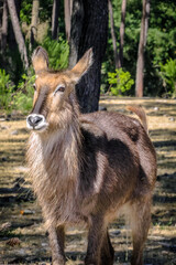 The Gentle Gaze of the Forest