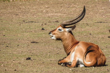 The Bronze Sentinel: Resting in the Golden Light

