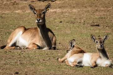 Sunlit Silence: A Mother’s Watch in the Savannah Light