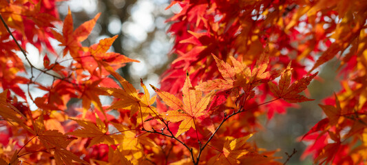 光に照らされて美しい紅葉	