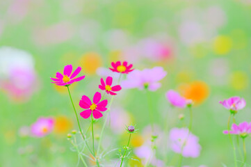 色とりどりのコスモスと柔らかな光