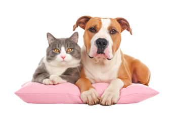A cute white dog and a black cat lying on a pink pet bed isolated on a transparent background