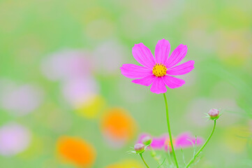 色とりどりのコスモスと柔らかな光