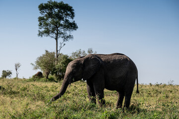 Fototapeta premium Elephants in Serengeti National Park, Tanzania, during Great Migration