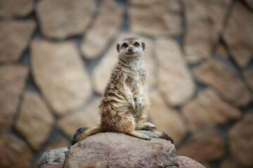 meerkat on guard