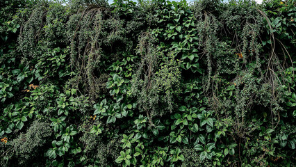 Obraz premium Lush vertical garden on contemporary concrete building