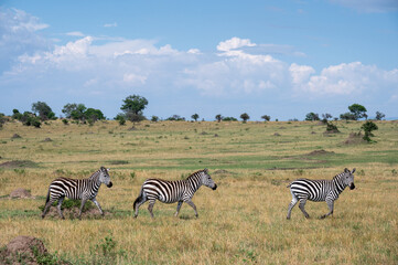 Obraz premium Zebra in Serengeti National Park, Tanzania during Great Migration