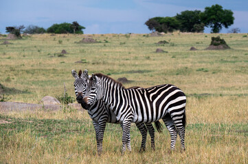 Zebra in Serengeti National Park, Tanzania during Great Migration