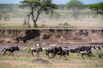 Wildebeest herd crossing Mara River during Great Migration, Serengeti, Tanzania, Masai Mara, Kenya