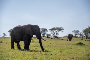 Fototapeta premium Elephants in Serengeti National Park, Tanzania, during Great Migration
