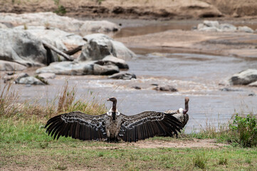 Rüppell’s Griffon Vultures at Mara River during Great Migration, Serengeti, Tanzania, Masai...
