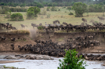 Wildebeest herd crossing Mara River during Great Migration, Serengeti, Tanzania, Masai Mara, Kenya
