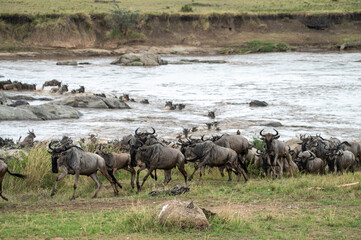 Wildebeest herd crossing Mara River during Great Migration, Serengeti, Tanzania, Masai Mara, Kenya