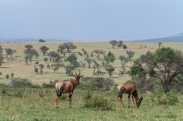 Topi antelope at Mara River during Great Migration, Serengeti, Tanzania, Masai Mara, Keny