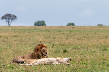 Male and female lion in Serengeti National Park during Great Migration, Tanzania, Masai Mara, Kenya