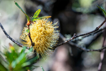 Silver banksia inflorescence (banksia marginata), Cradle Mountain - Lake St Clair National Park,...