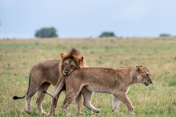 Male and female lion in Serengeti National Park during Great Migration, Tanzania, Masai Mara, Kenya