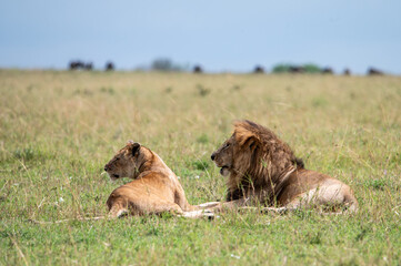 Male and female lion in Serengeti National Park during Great Migration, Tanzania, Masai Mara, Kenya