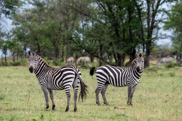Zebra in Serengeti National Park, Tanzania during Great Migration